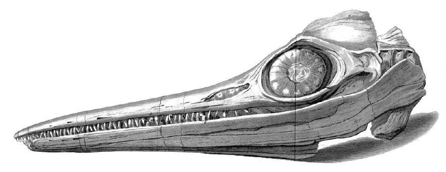 Drawing of the Annings' Ichthyosaurus skull