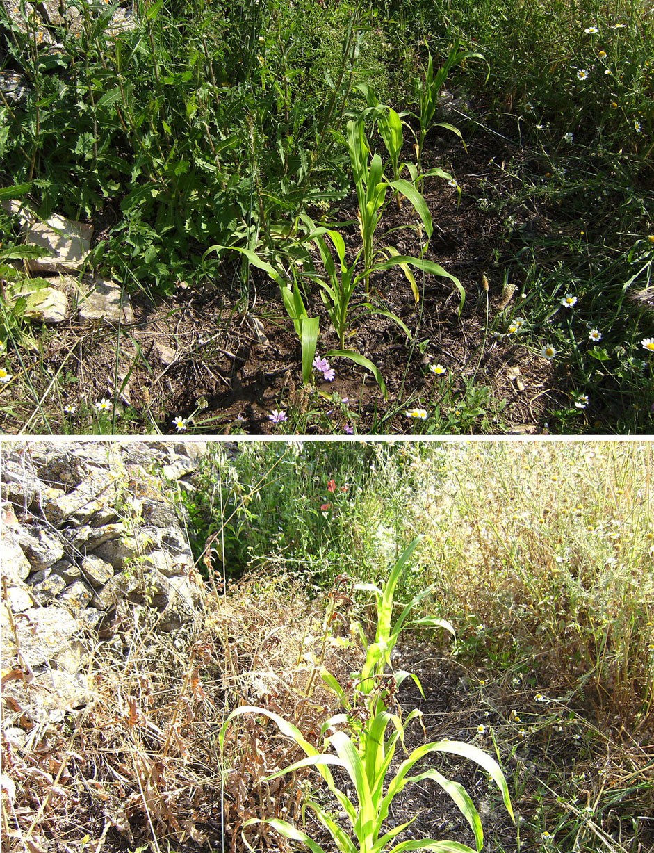 Maize and weeds before and after herbicide spraying