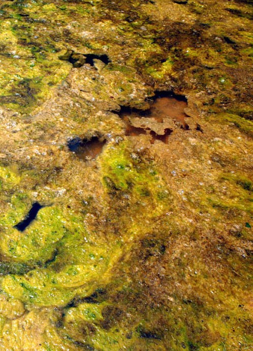 Algae growth in a polluted pool