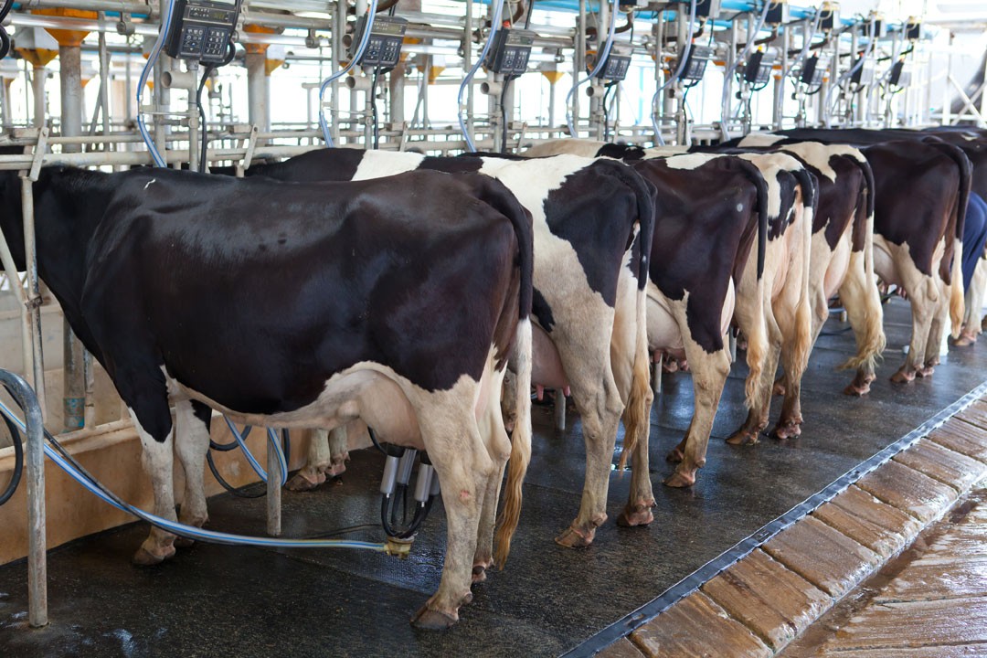 Hormones can increase milk production in dairy cows.