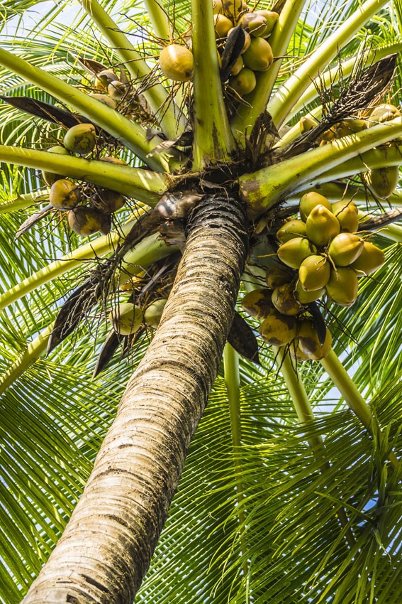 A coconut palm 