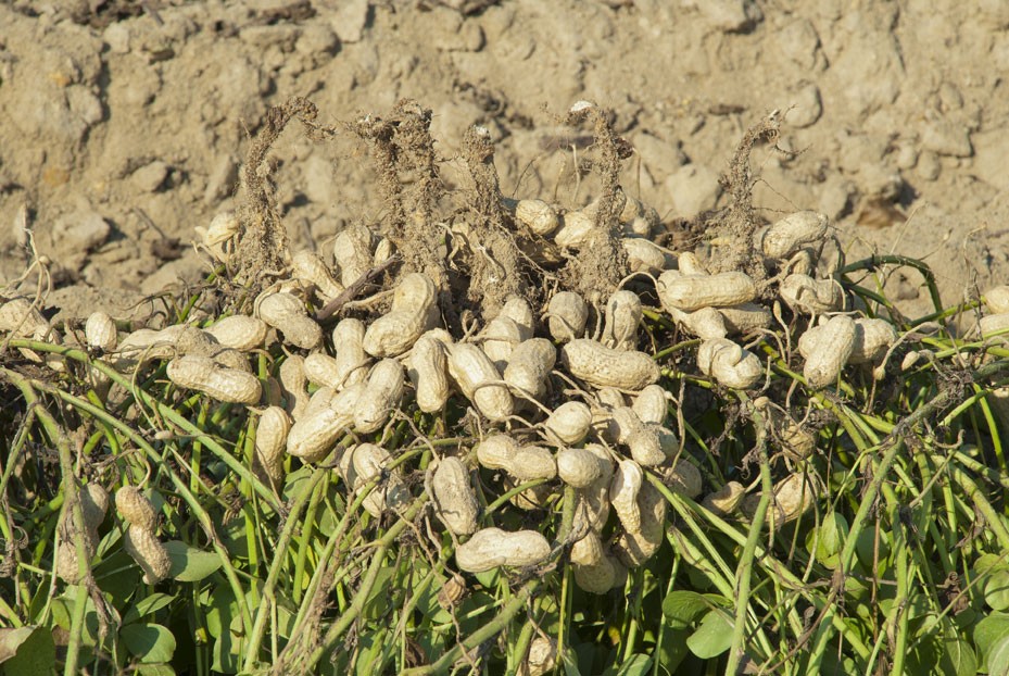 Freshly unearthed peanuts 