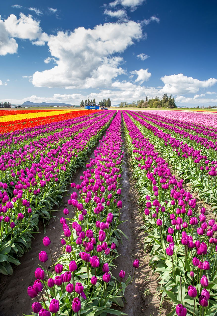 A tulip farm in the Netherlands 