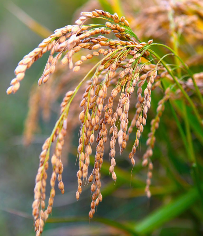 Rice growing in a paddy field 