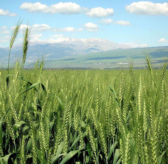 A wheat field in Israel 