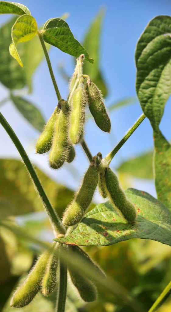 Two to four soya beans grow in each pod.