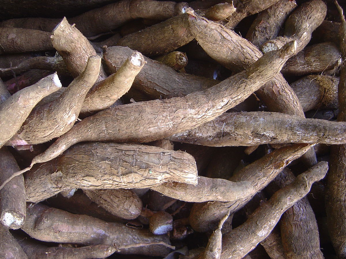Cassava roots 