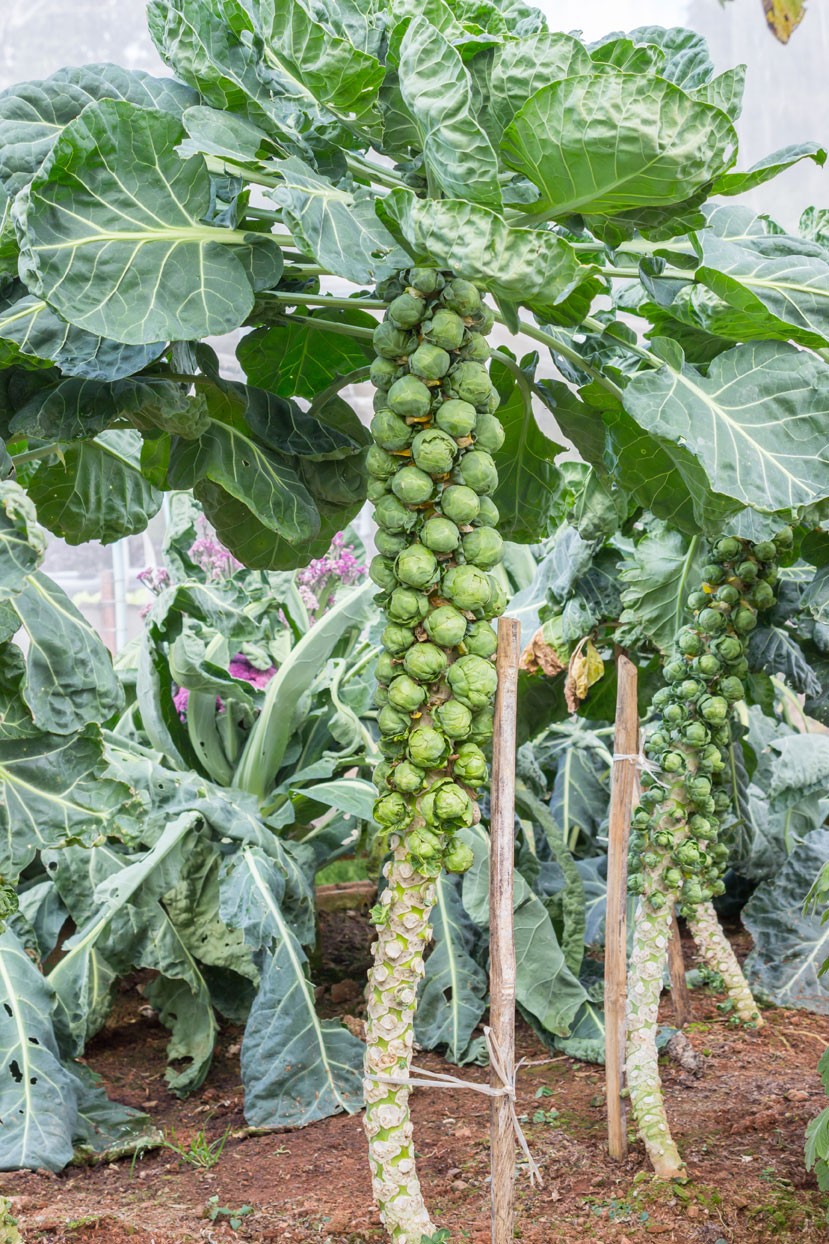 Brussels sprouts are buds.