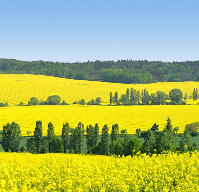Rapeseed fields in flower 