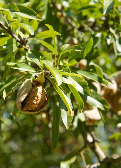 A ripe almond 