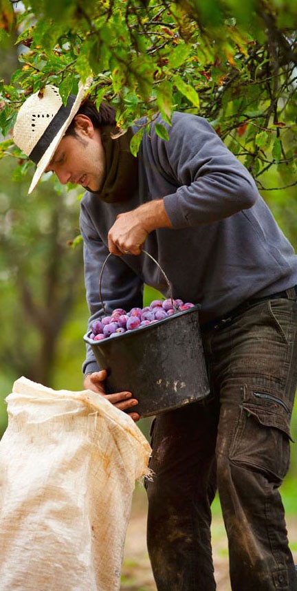 A farmer picks ripe plums