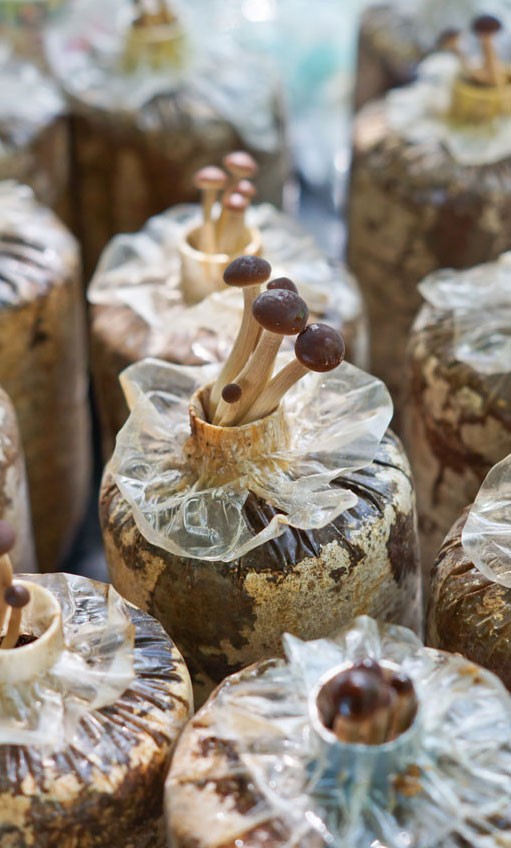 Yanagi mushroom farming 