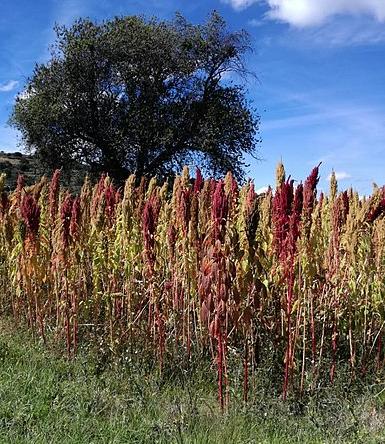Amaranth crops