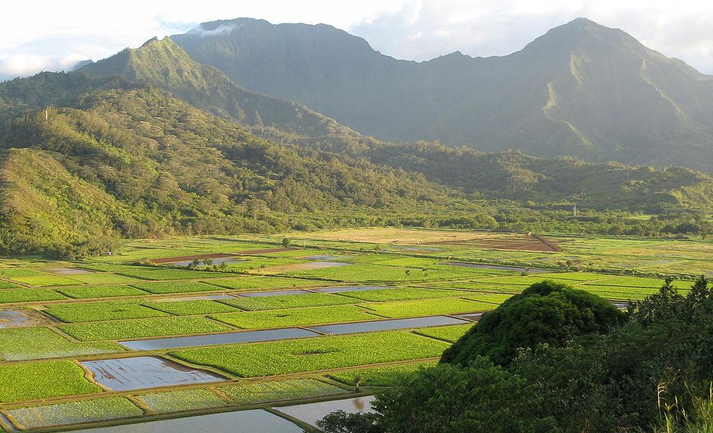 Taro paddyfields in Kauaʻi, Hawaii