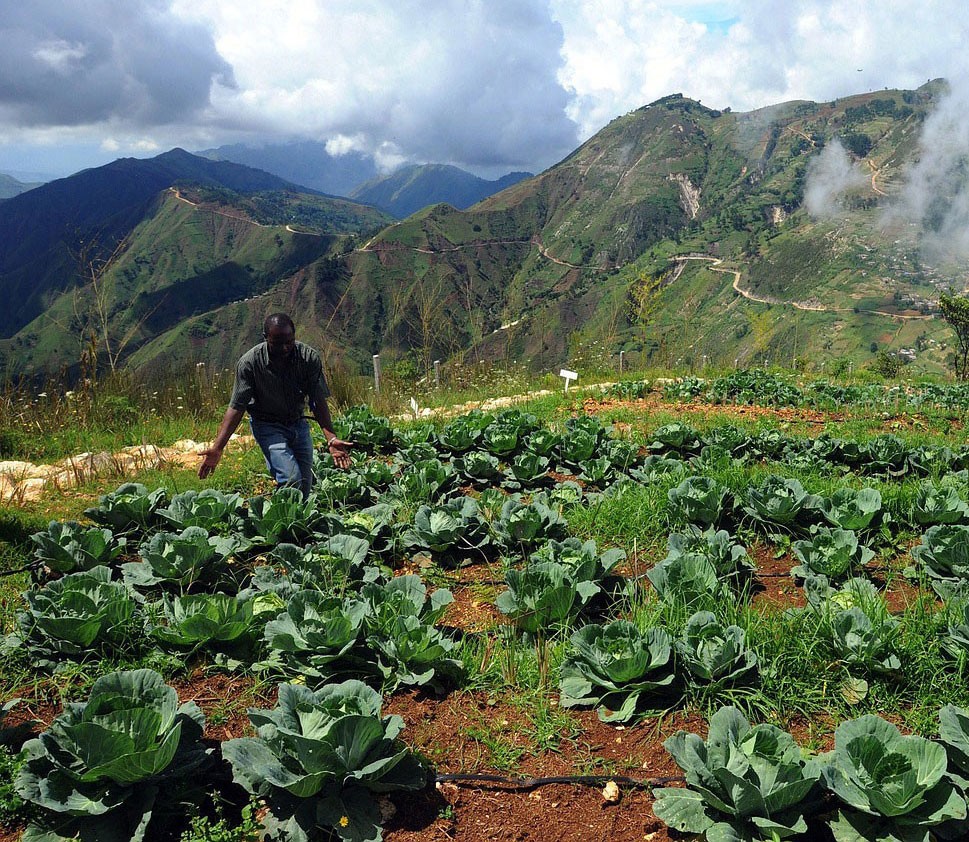 Cabbage field in Haiti