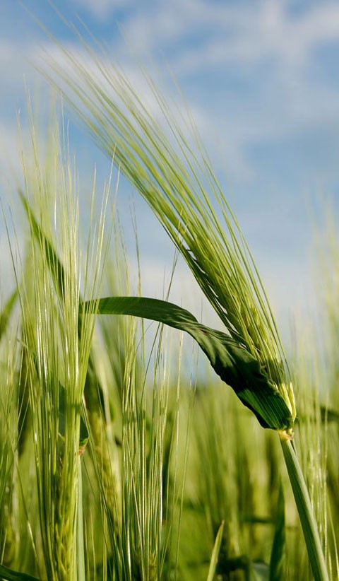 Barley growing in Slovenia 