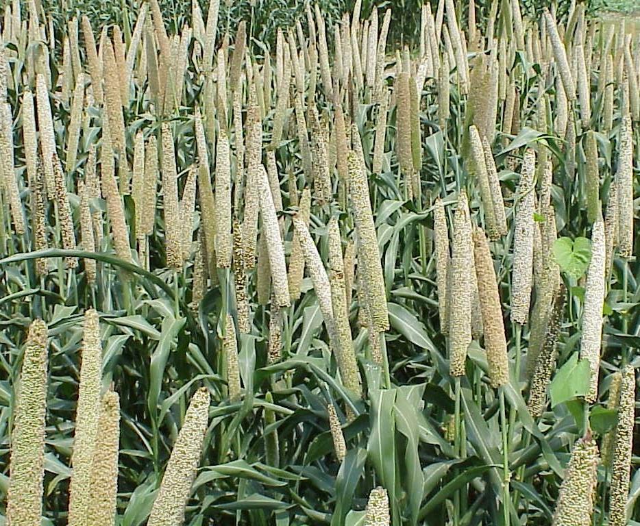 A crop of white millet before harvesting