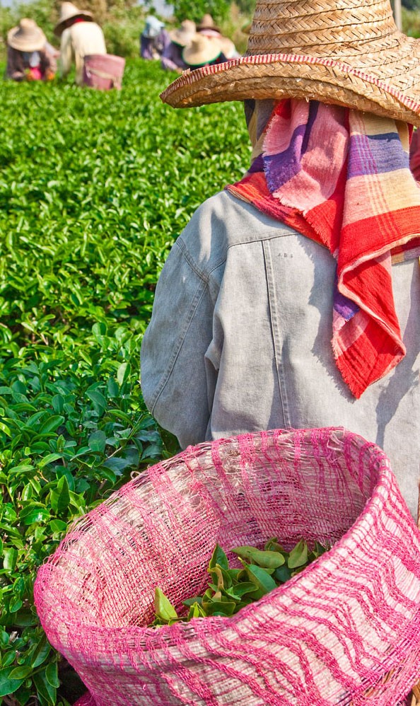 Picking tea leaves in Thailand 