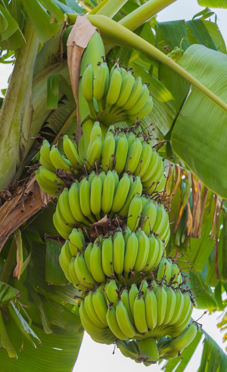 A banana farm 