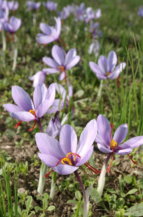 The red stigmas of the saffron crocus 