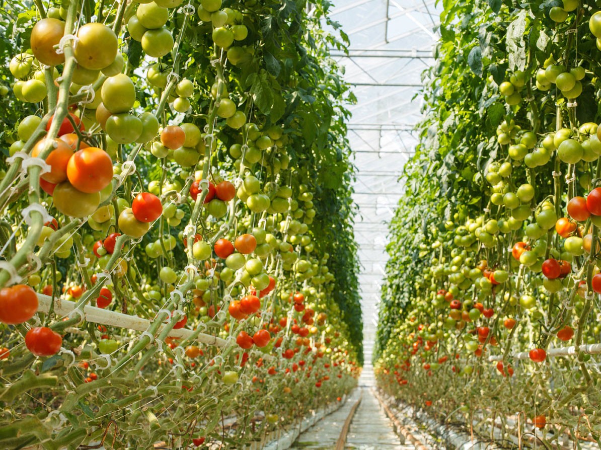 Tomato cultivation in a greenhouse