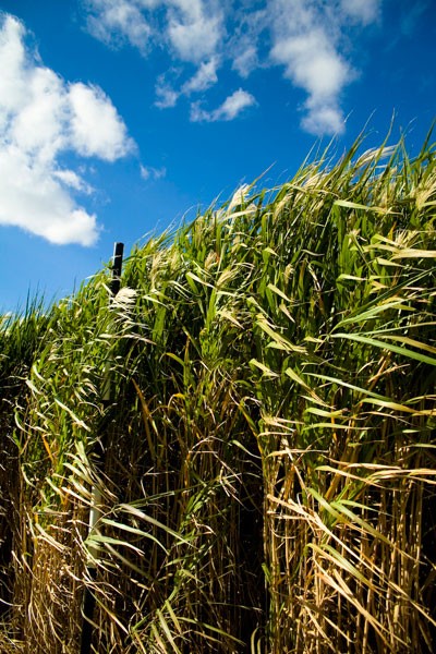 The energy crop Miscanthus giganteus 
