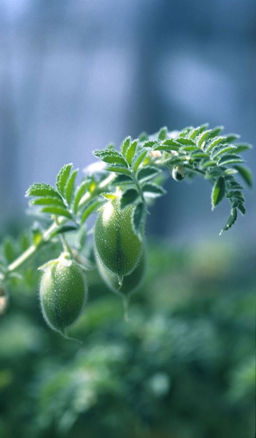 Chickpea pods 
