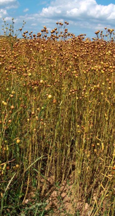 Flax ready for harvesting 