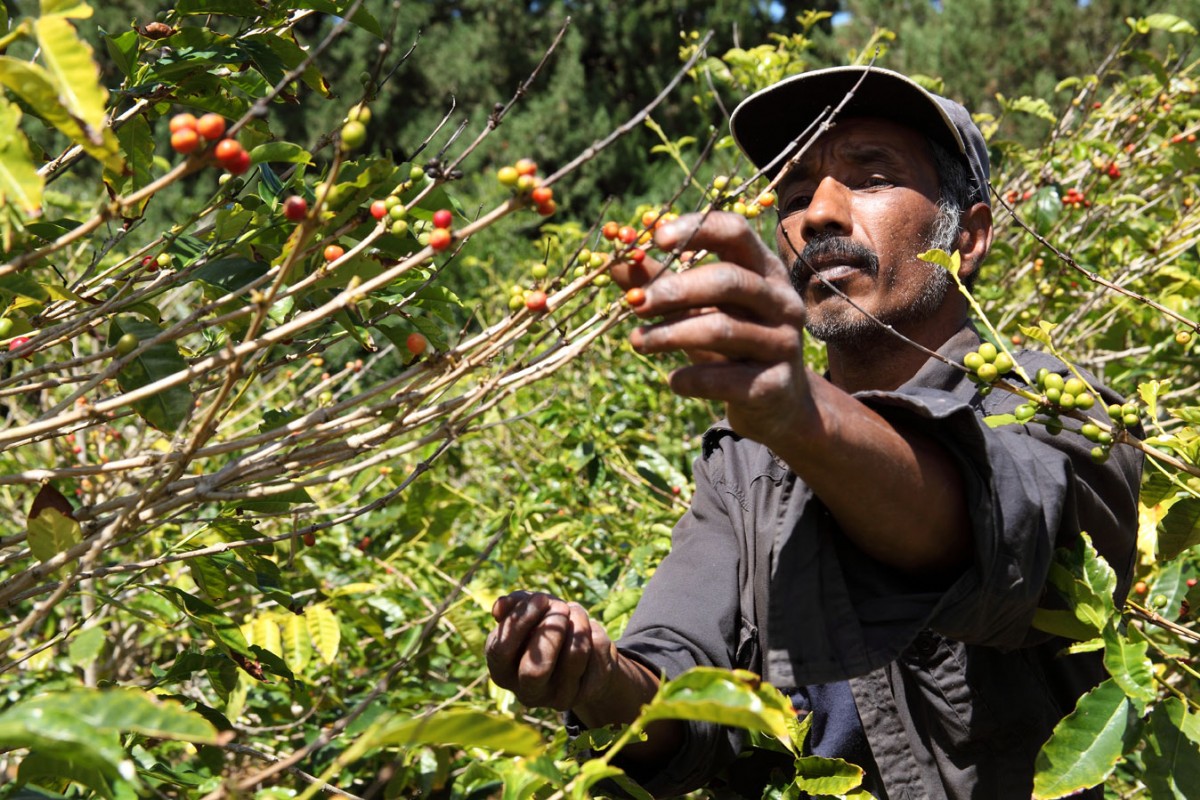 Picking coffee berries, which contain the “beans” 