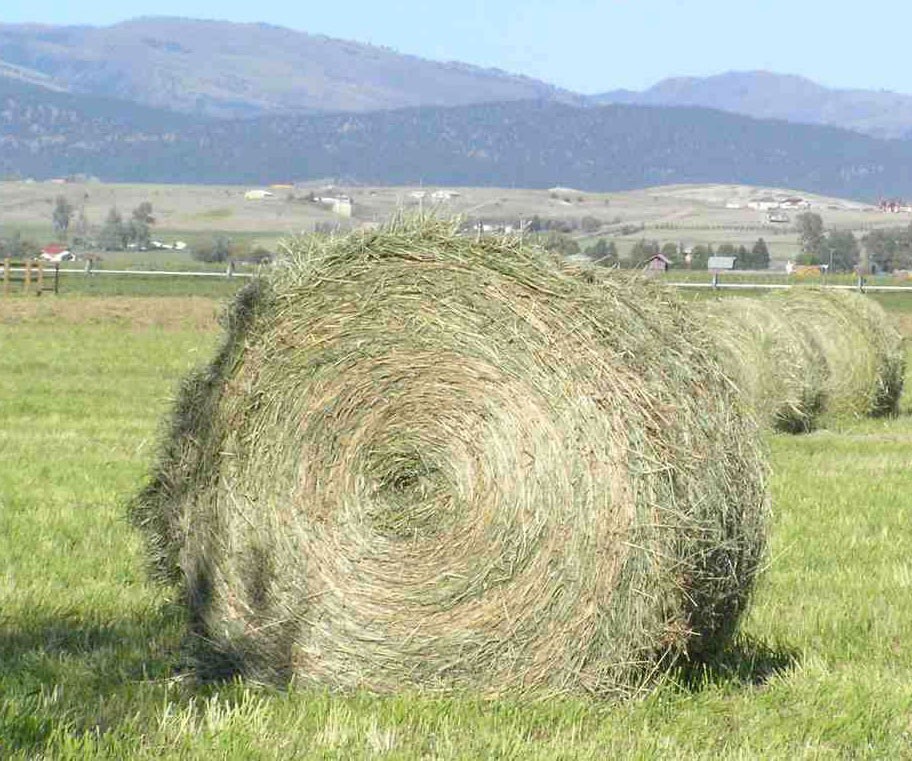 Alfalfa hay bales, Montana 