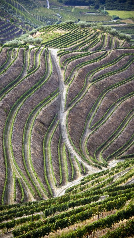 Terraced vineyards in the Douro Valley, Portugal 