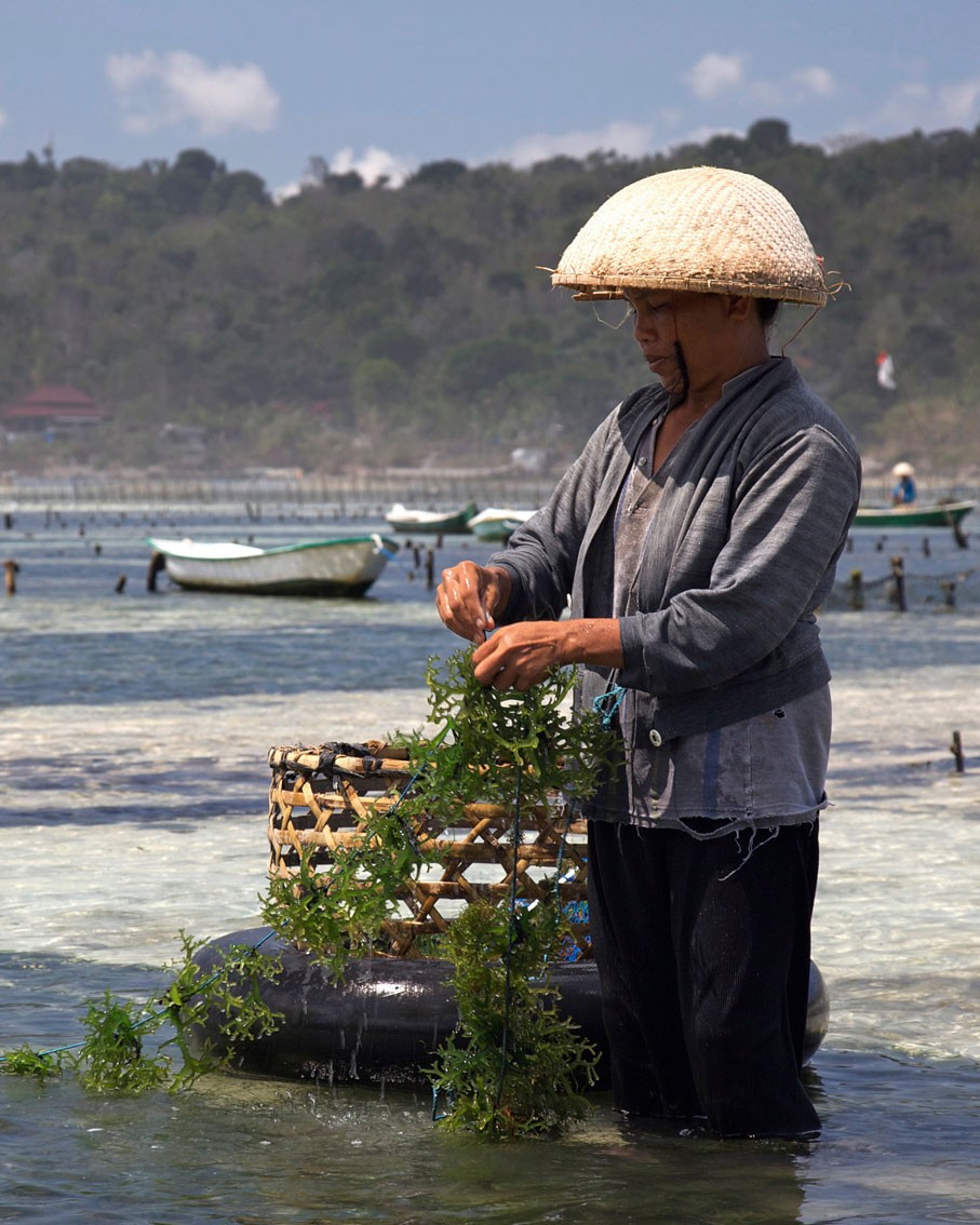 Farmer gathering edible seaweed, Indonesia