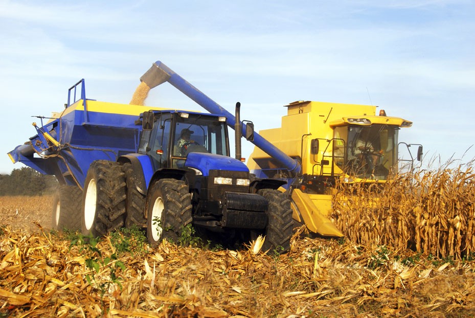 Harvesting maize 