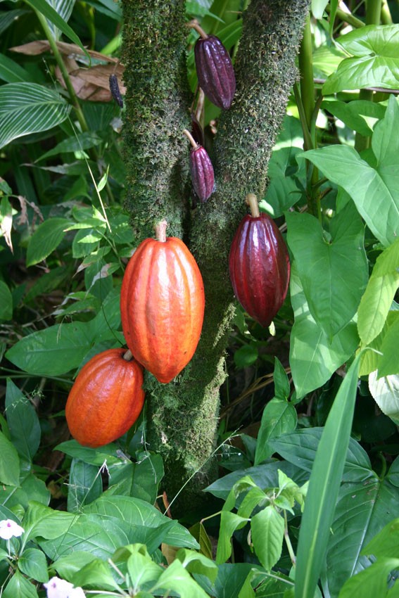 Cocoa pods ripening on a cacao tree 