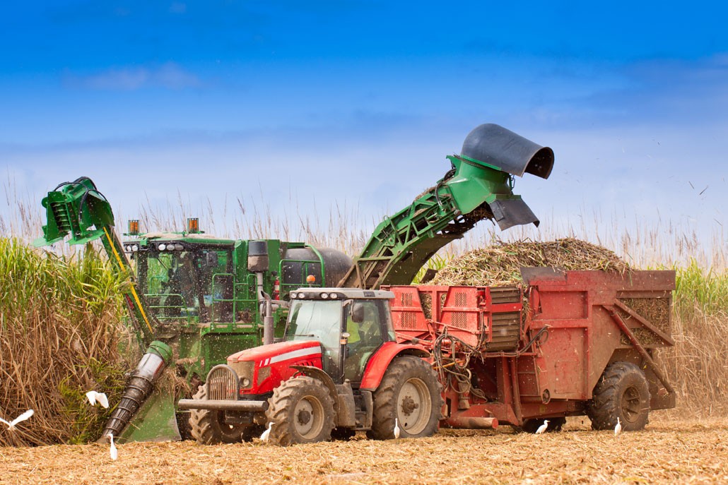 Sugar cane harvesting in Australia 