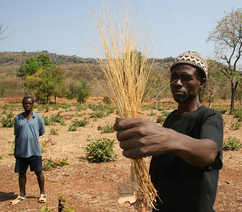 A Senegalese farmer with his crop of white fonio