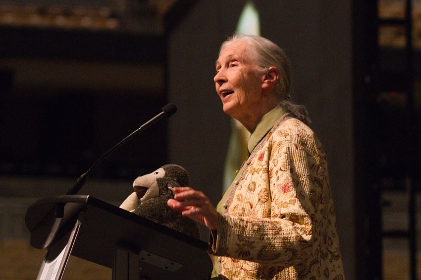 Jane Goodall in 2014