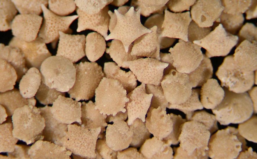 Cay sand under a microscope