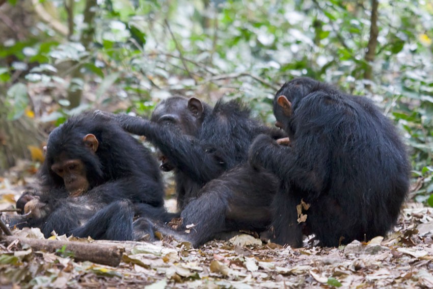 Chimps at Gombe Stream Reserve