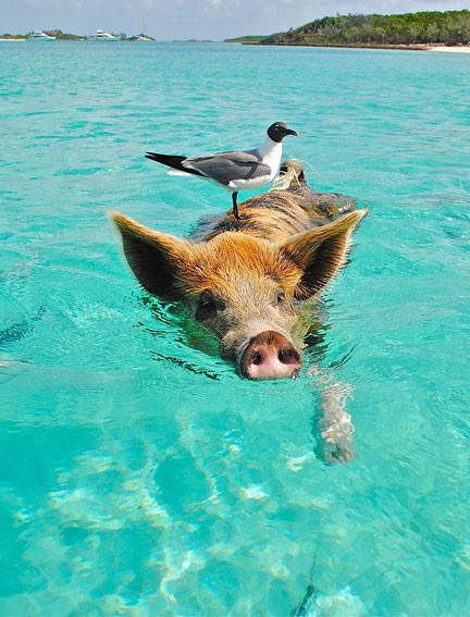 Swimming pig