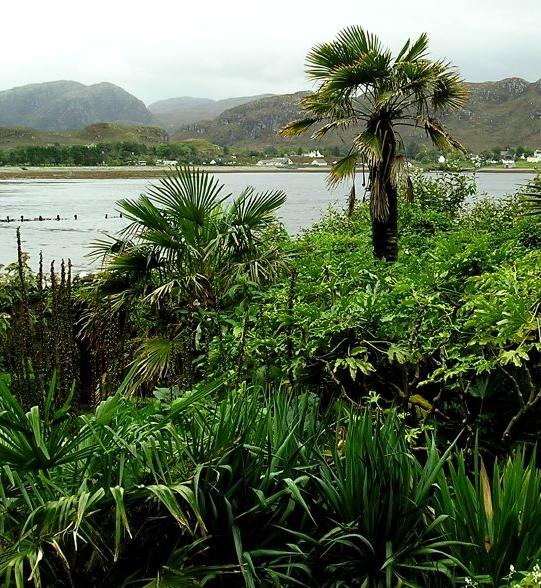 Palm trees growing in Scotland's mild climate