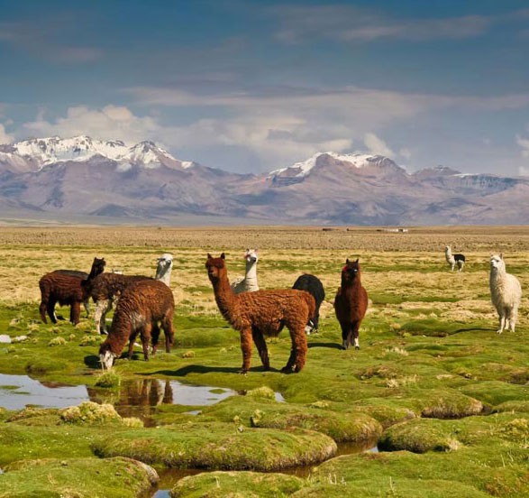 Alpacas grazing on the Altiplano