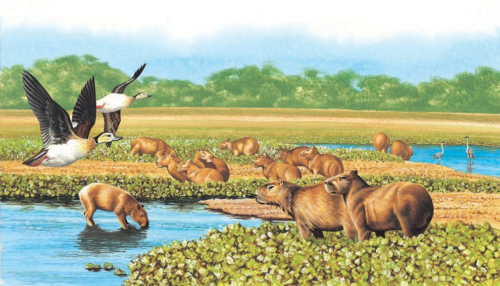 Capybaras grazing in the Pantanal wetlands