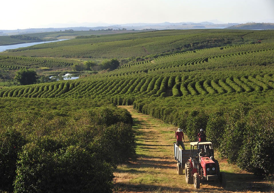 Coffee plantation, Alfenas, Minas Gerais