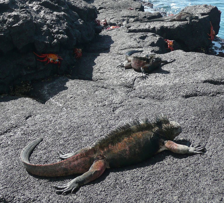 Marine iguanas and crabs, Galápagos Islands