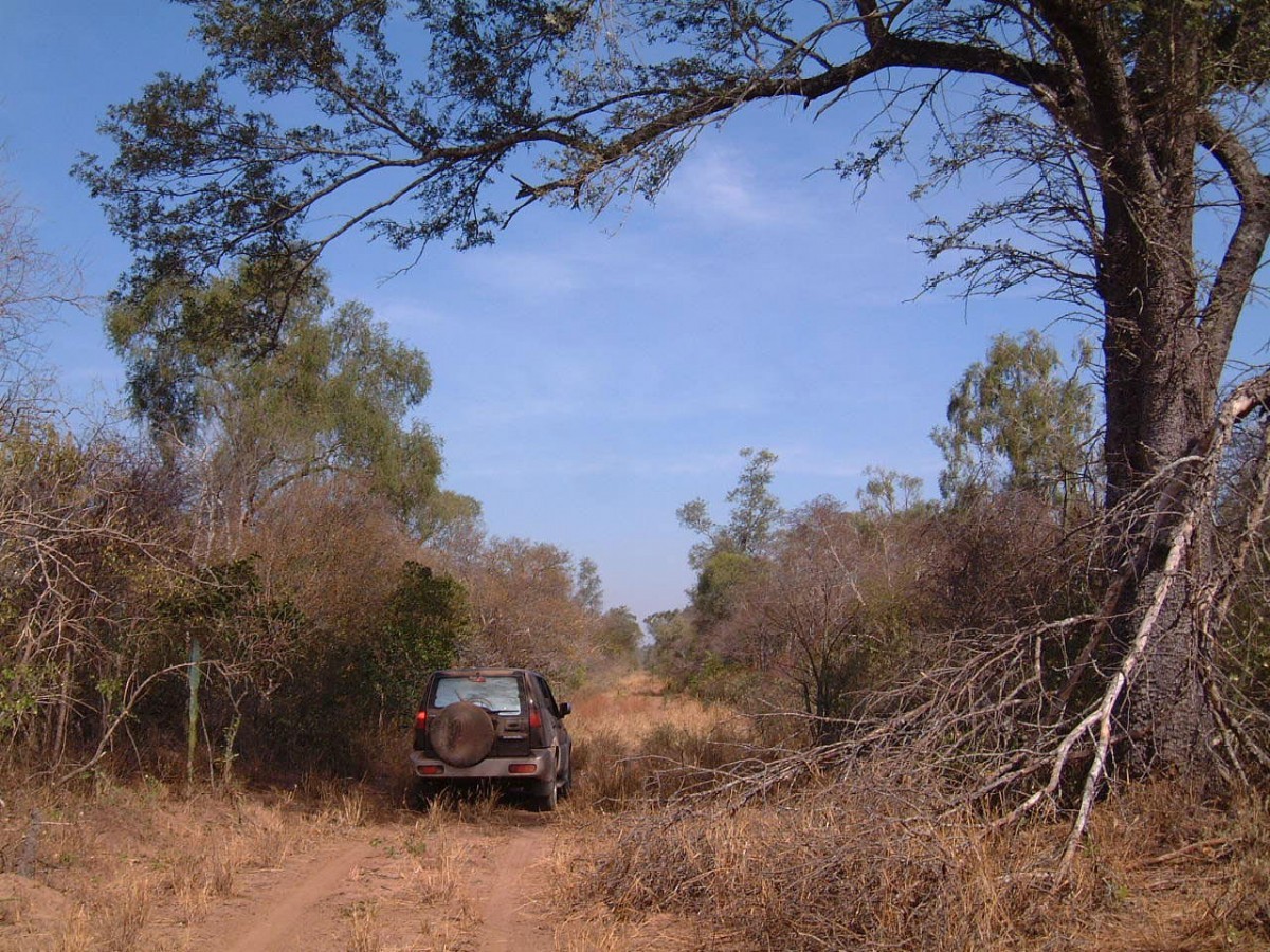 Gran Chaco dry scrubland