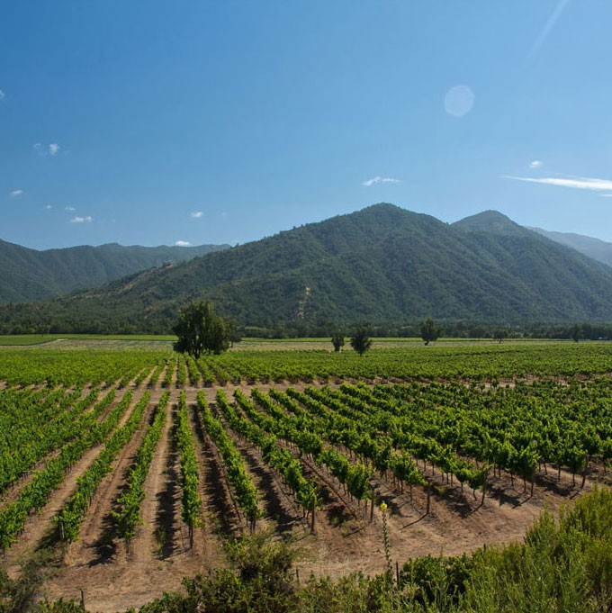 Vineyards in central Chile