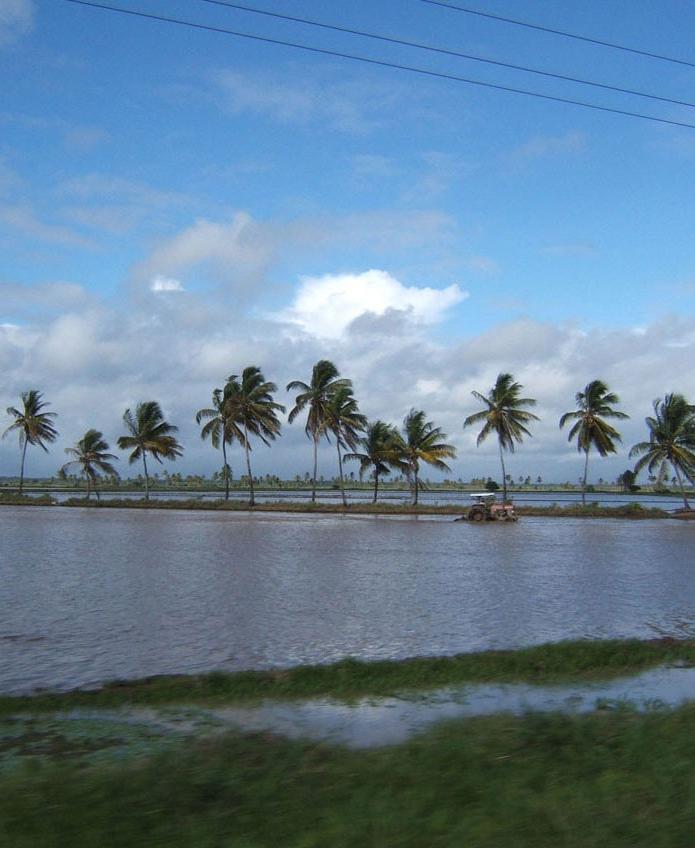 A rice field on the coastal plain