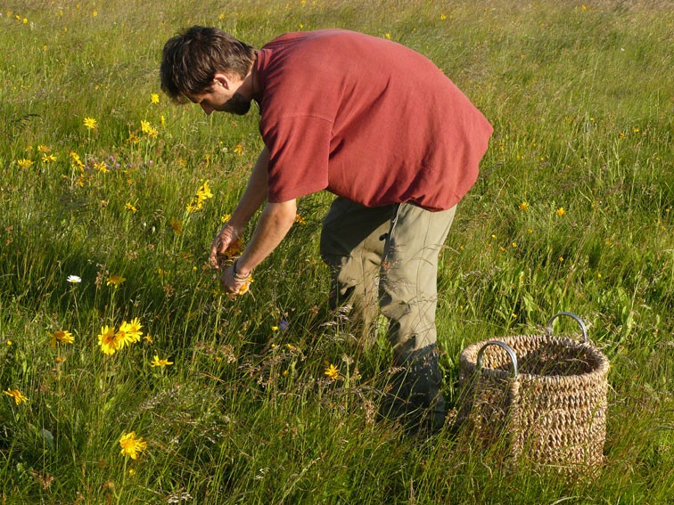 Picking Arnica montana flowers