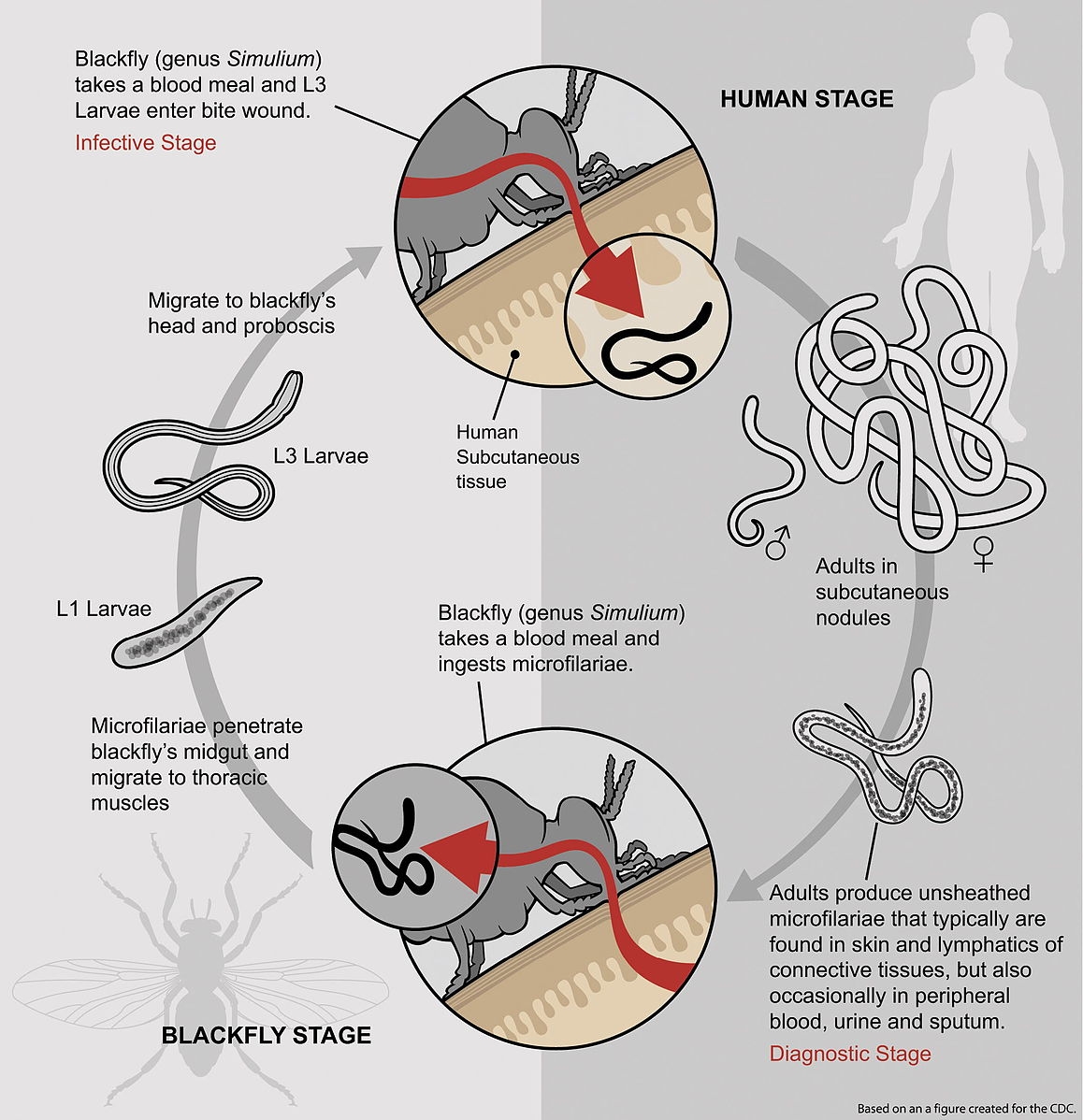 Life cycle of the parasitic worm that infects blackfly